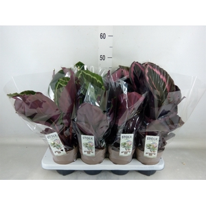 Calathea   ...mix 5