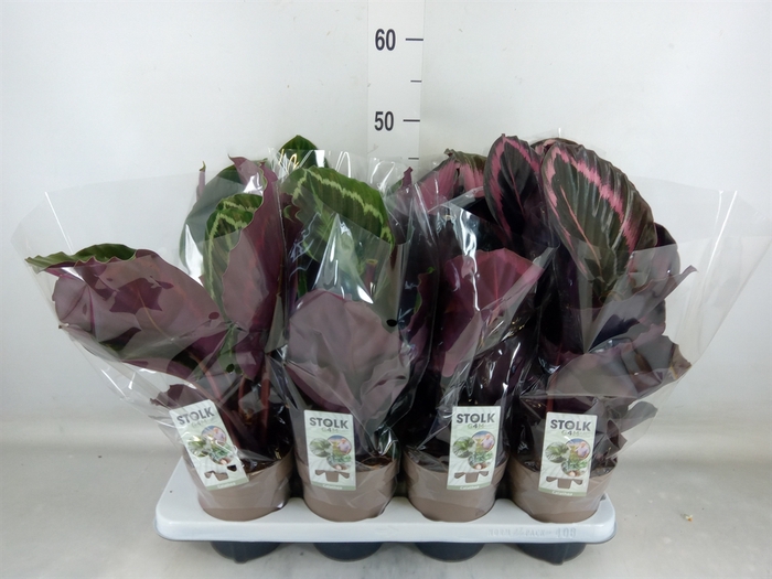 <h4>Calathea   ...mix 5</h4>