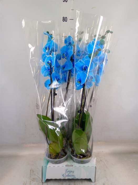 <h4>Phalaenopsis   ...</h4>