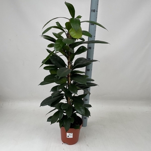 FICUS CYATHISTIPULA