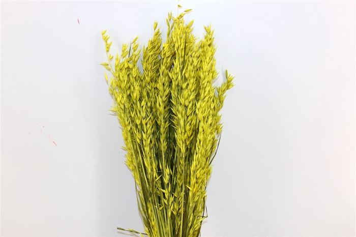 Dried Avena X5 Yellow Bunch