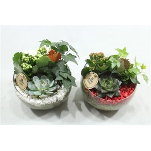 4195 HALF GLAS ROOD/WIT