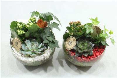 <h4>4195 HALF GLAS ROOD/WIT</h4>