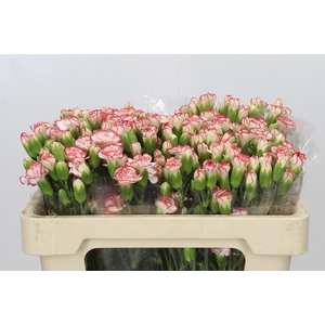 Dianthus Sp Minuetto