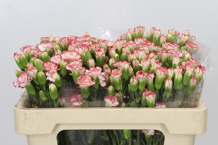 <h4>Dianthus Sp Minuetto</h4>