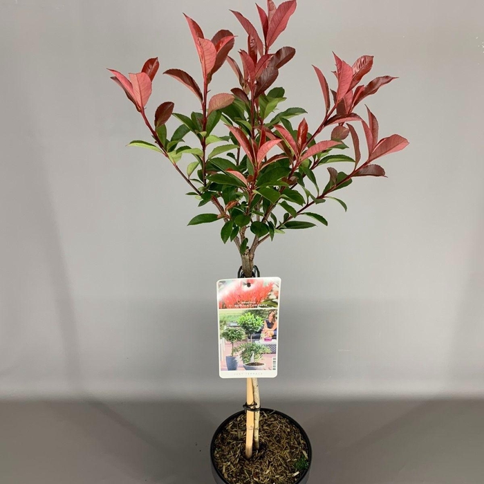 <h4>Photinia fr. 'Carre Rouge' C3</h4>