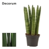 Sansevieria Cylindrica 6 cm Straight (Decorum)