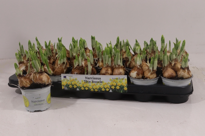 <h4>NARC D TETE BOUCLE</h4>