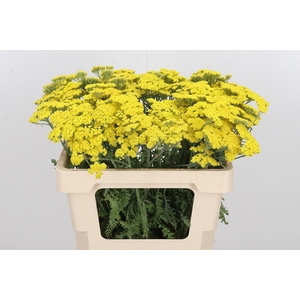 Achillea Moonshine