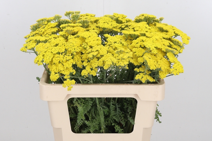 <h4>Achillea Moonshine</h4>