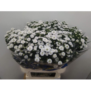 ASTER PRETTY WENDY 40 GR.