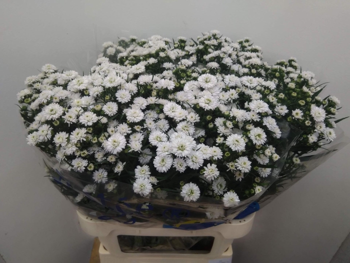 <h4>ASTER PRETTY WENDY 40 GR.</h4>