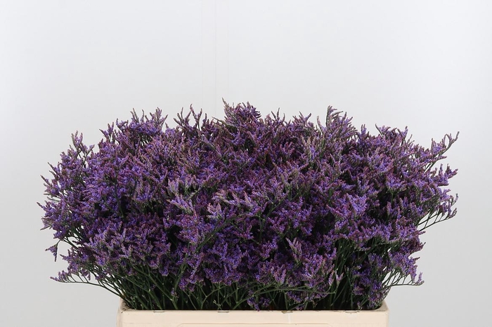 <h4>Lim Piuma Dark Blue</h4>