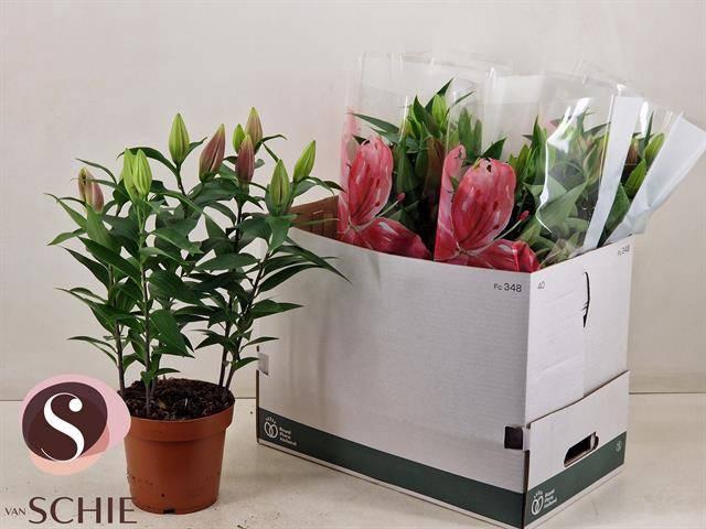 <h4>LIL OR MAGNY COURS</h4>