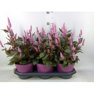 Celosia spic. 'Wild Pink'