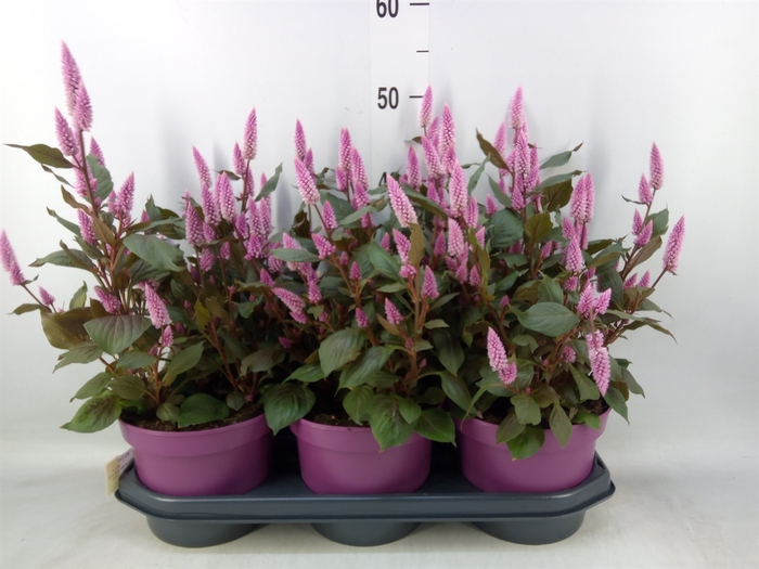 <h4>Celosia spic. 'Wild Pink'</h4>