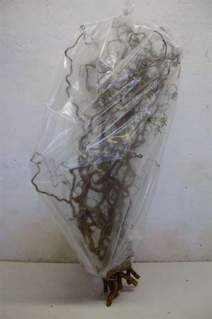 <h4>Corylus Av Contorta</h4>