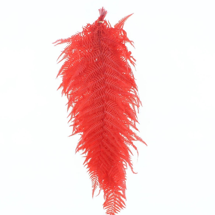 <h4>Pres Bleached Sword Fern Red P Bunch</h4>