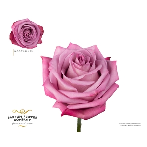Rosa Premium Moody Blues