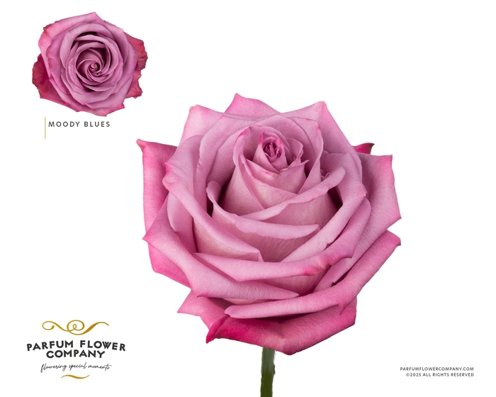 <h4>Rosa Premium Moody Blues</h4>