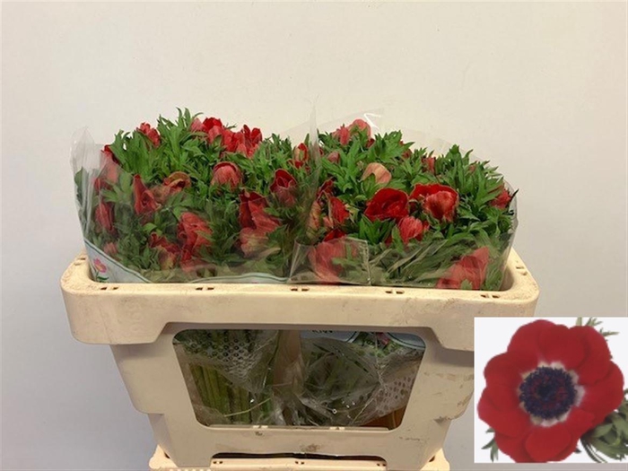 <h4>ANEM CO GALIL ROOD</h4>