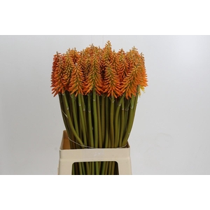 Kniphofia Eycone Orange