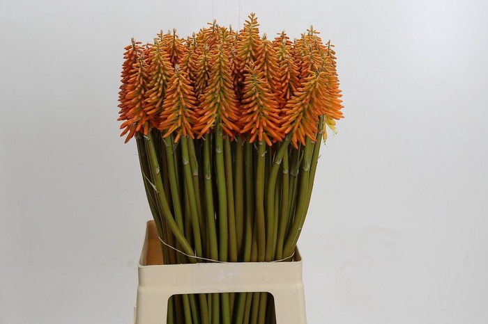 Kniphofia Eycone Orange