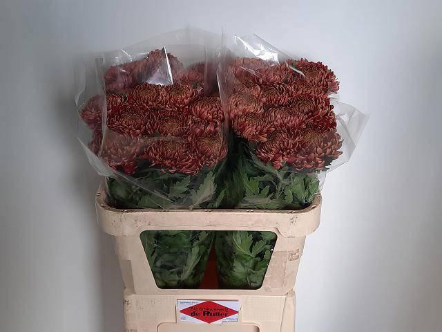 <h4>CHR G BISLET RED</h4>