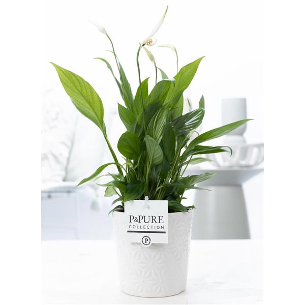 Spathiphyllum in P&PURE Juliette ceramics white
