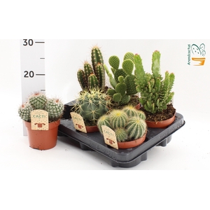 CACTUS GEM