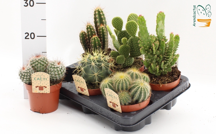<h4>CACTUS GEM</h4>
