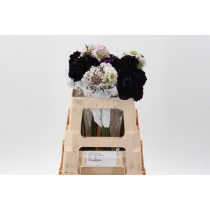 Scab Mix 50cm