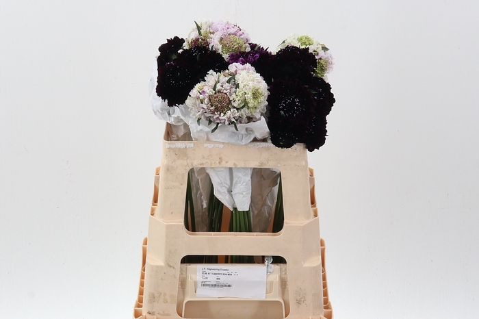 <h4>Scab Mix 50cm</h4>