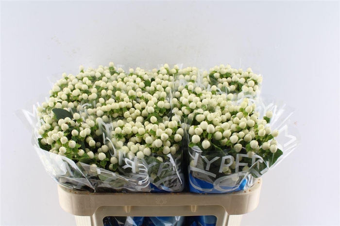 <h4>Hyp Coco Uno White</h4>