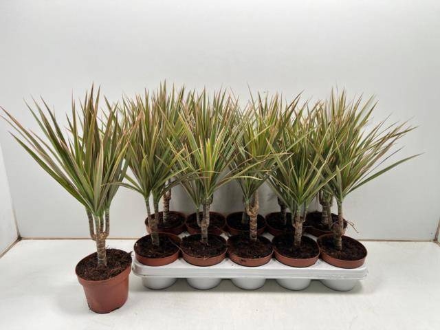 <h4>DRA MARG BICOLOR</h4>