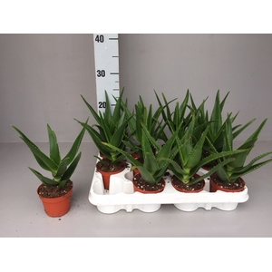 ALOE OV