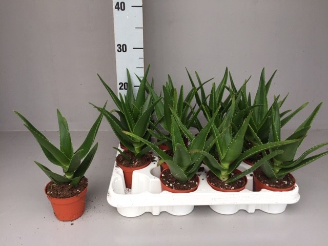 <h4>ALOE OV</h4>