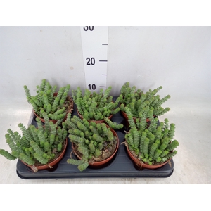 Crassula marnieriana