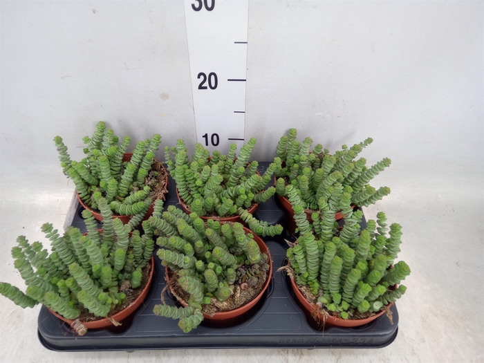 <h4>Crassula marnieriana</h4>