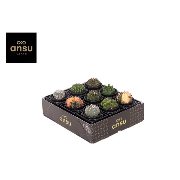 <h4>Special Cactus Mix in design frame</h4>