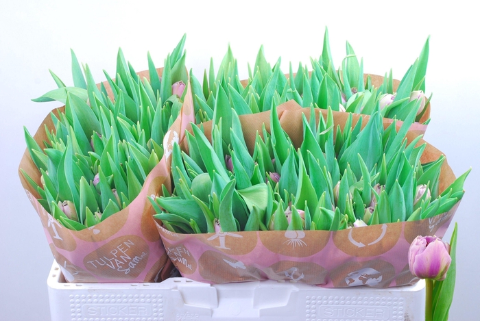 <h4>TU DU SELINA</h4>