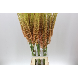 Eremurus Emmy-ro
