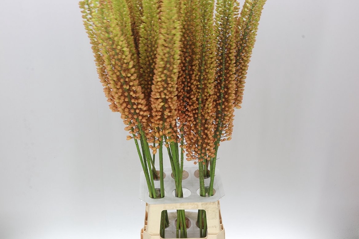 <h4>Eremurus Emmy-ro</h4>