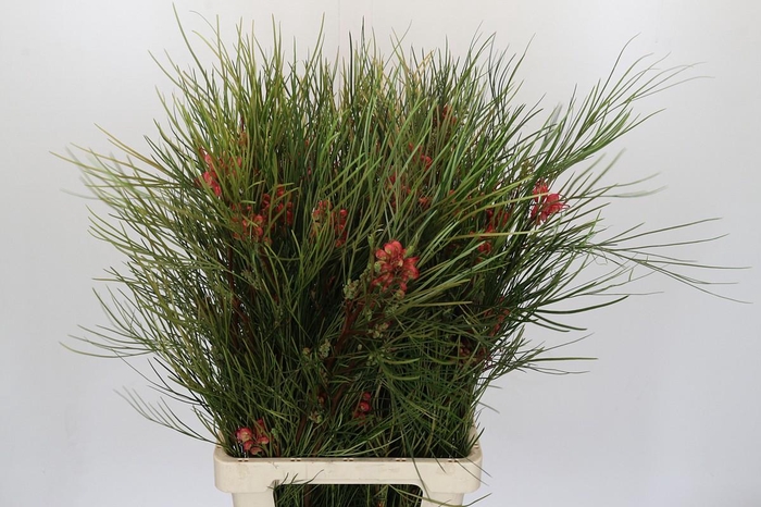 <h4>Grevillea Johnsonii</h4>