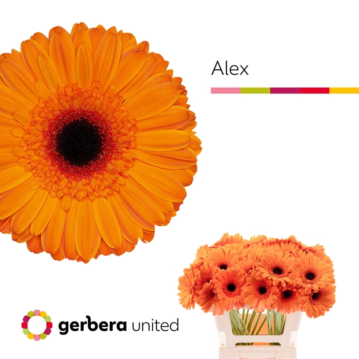 <h4>Gerbera Alex Water x40</h4>