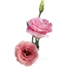 LISIANTHUS ARENA PINK 070 CM MIN 500 GRAMAS ROSA
