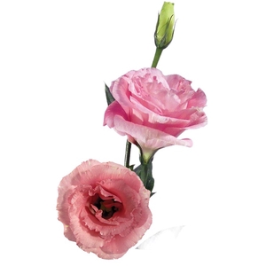 LISIANTHUS ARENA PINK 070 CM MIN 500 GRAMAS ROSA