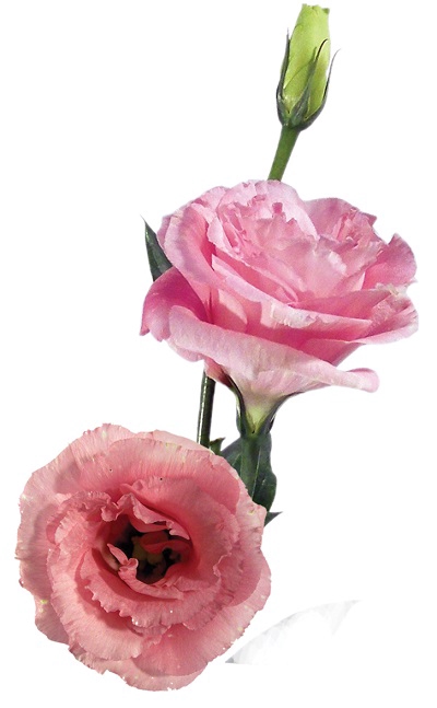 <h4>LISIANTHUS ARENA PINK 070 CM MIN 500 GRAMAS ROSA</h4>