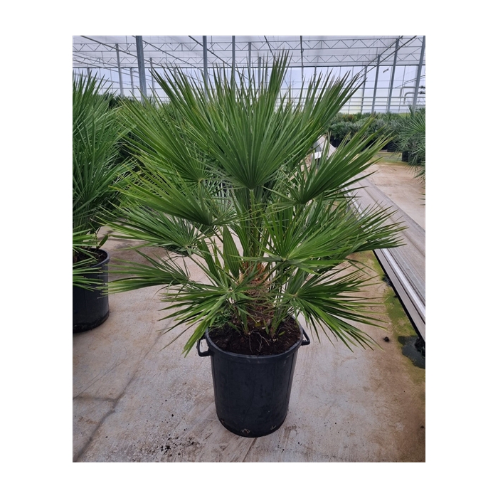 <h4>Chamaerops humilis</h4>