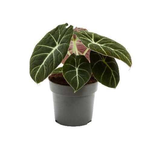 <h4>Alocasia  'Black Velvet'</h4>